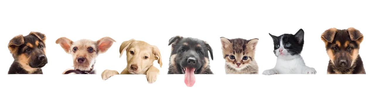 Pets cared for by WorldCareMD